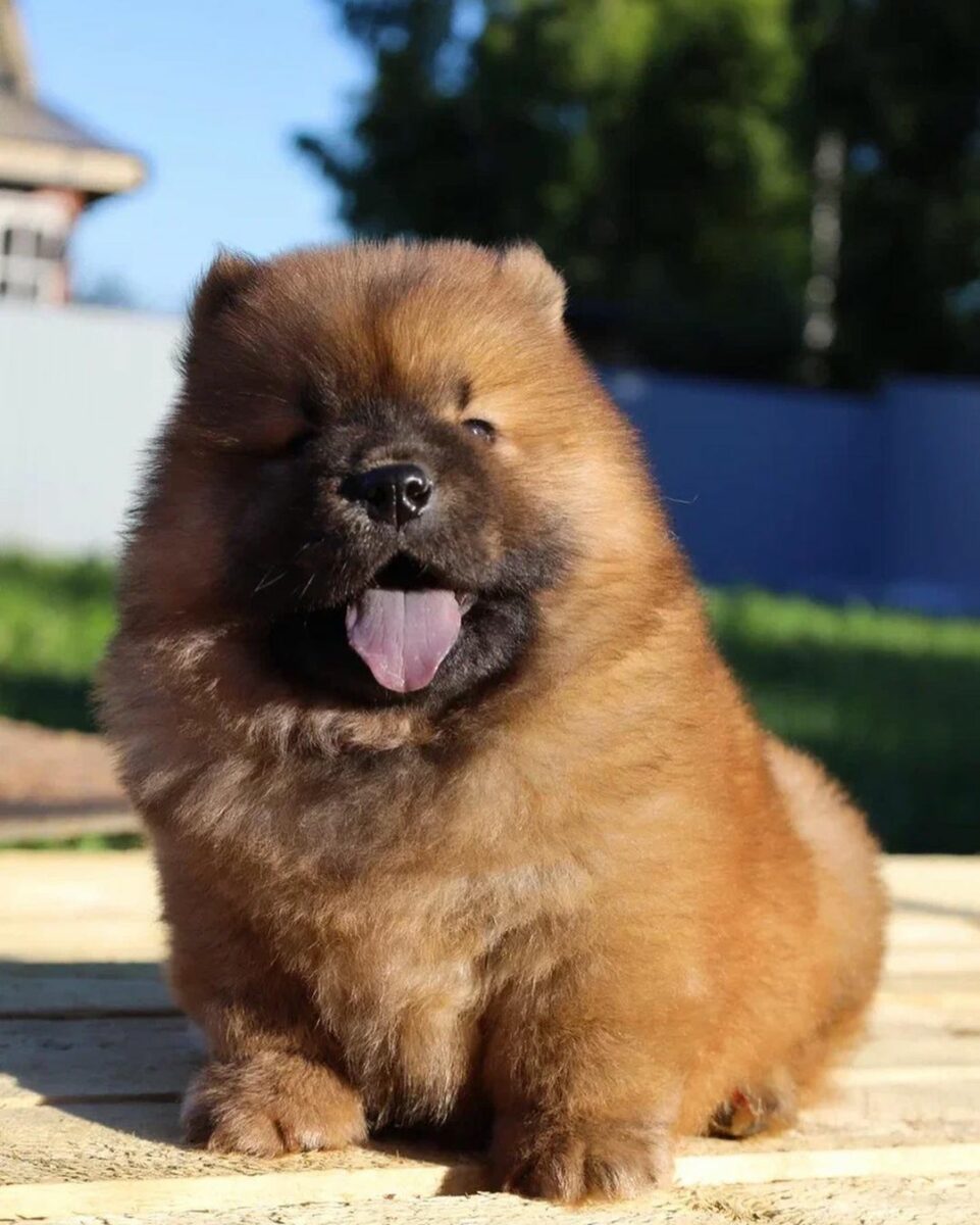 Mini Chow Chow — The Miniature Teddy Bear Dog