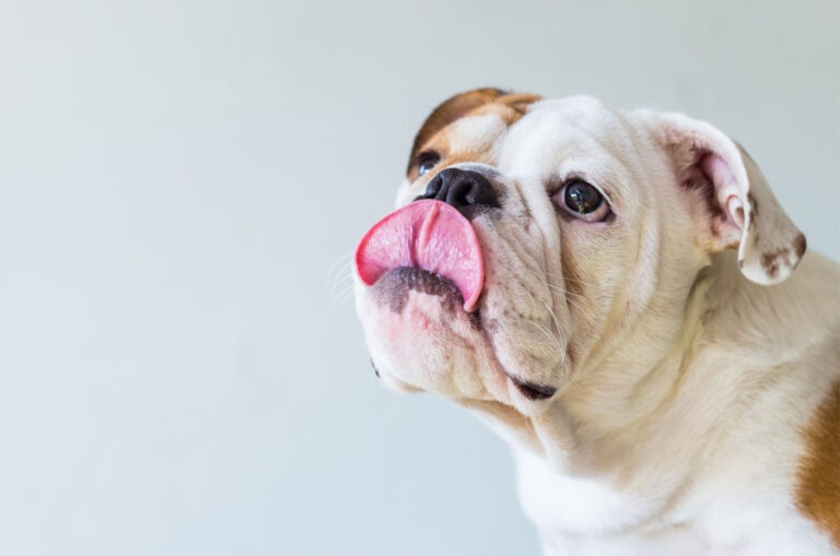 Dog Tongue Color Chart: What Is A Color Of A Healthy Dog?