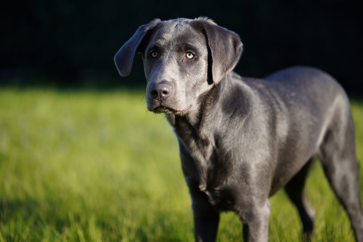 Charcoal Lab: Unique Labrador Retriever Color