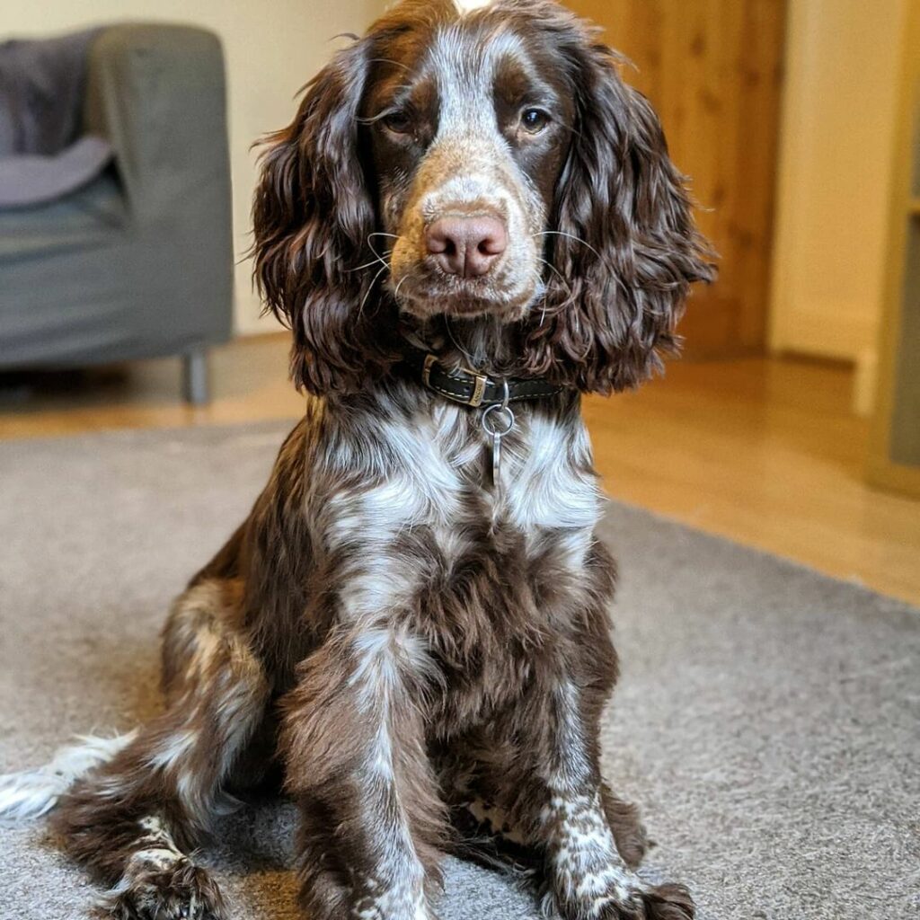 Cocker Spaniel Colors: How Many Shades Are There?