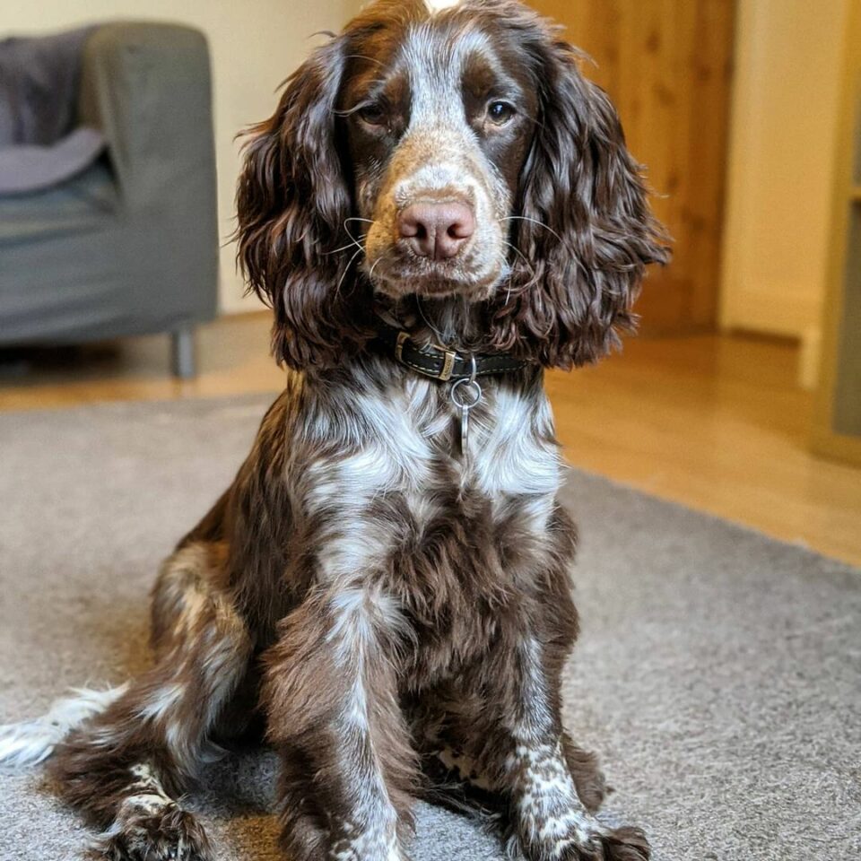 Cocker Spaniel Colors How Many Shades Are There 