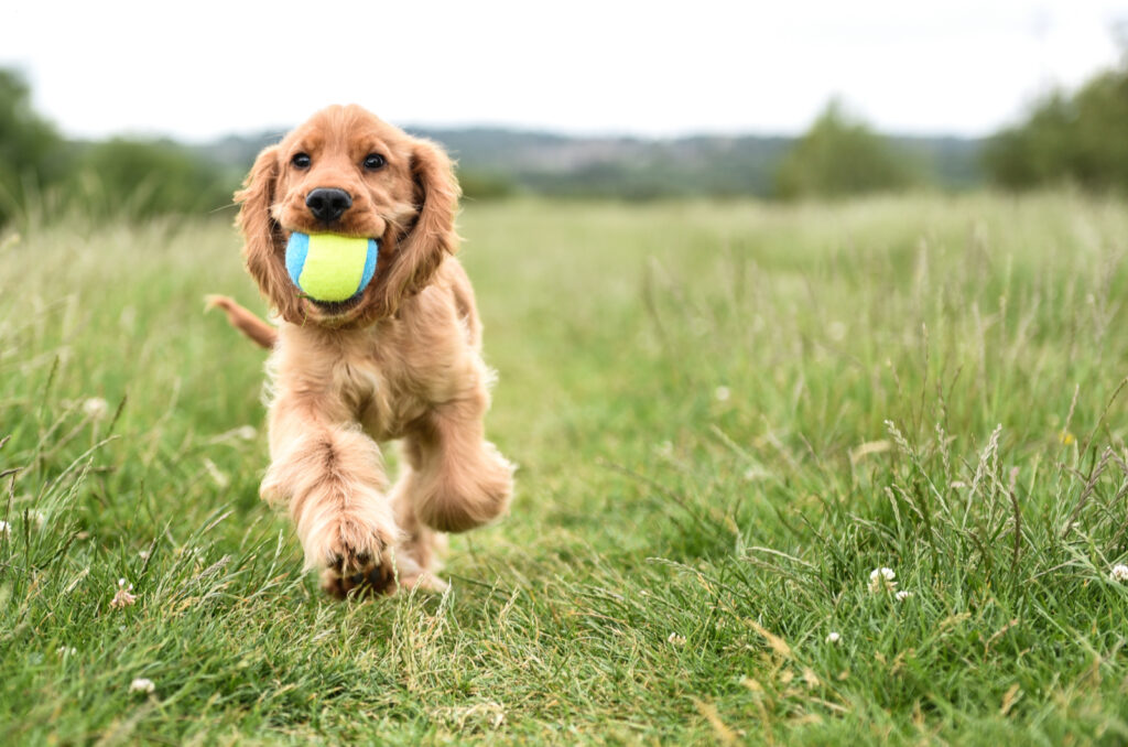 cocker-spaniel-colors-how-many-shades-are-there