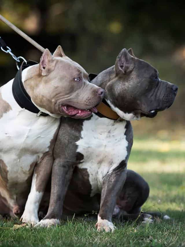 5 Beautiful American Bully Colors - PupVine