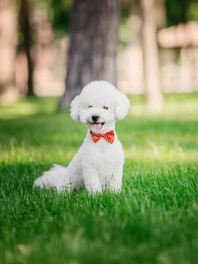 5 Adorable Bichon Frise Haircuts That You Will Love - PupVine