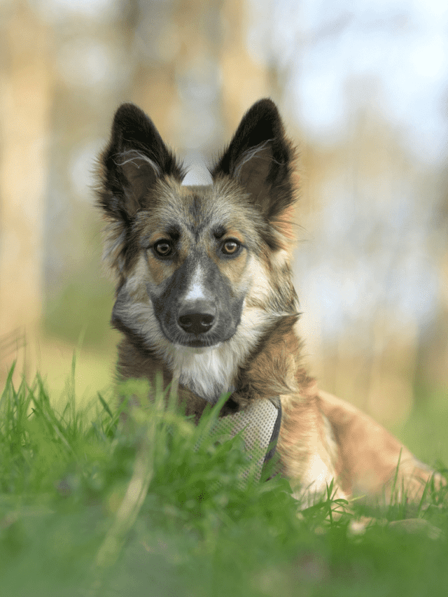 5-dog-ear-positions-you-need-to-know-about-pupvine