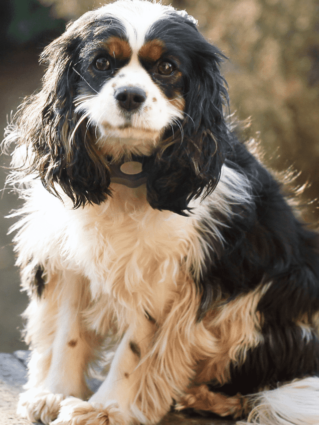 Mini Cocker Spaniel: 7 Fun Facts You Need to Know - PupVine