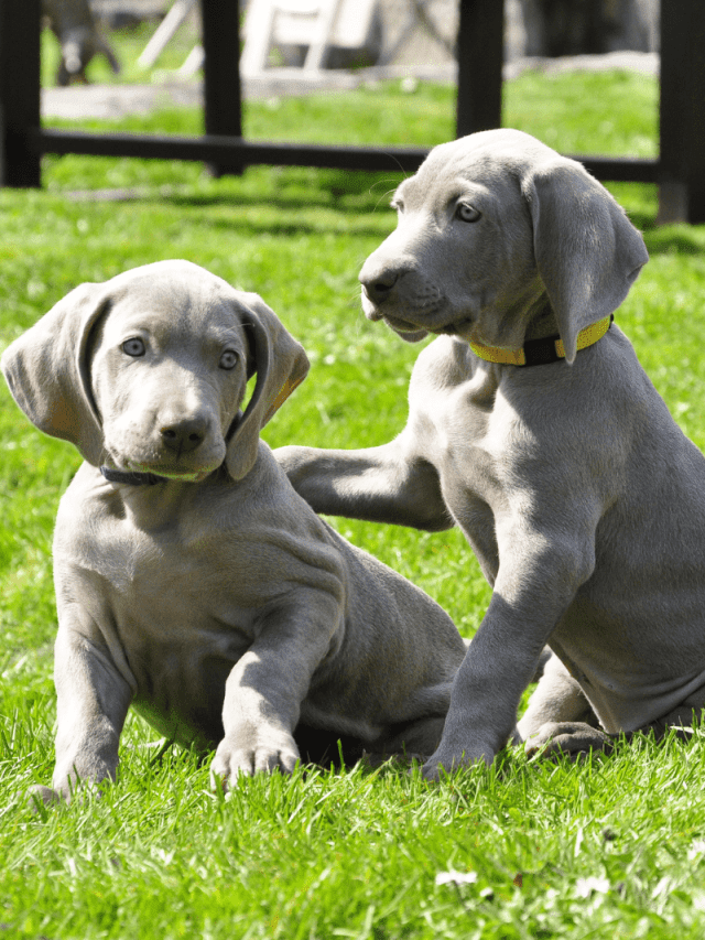 5-fun-facts-about-the-mini-weimaraner-pupvine