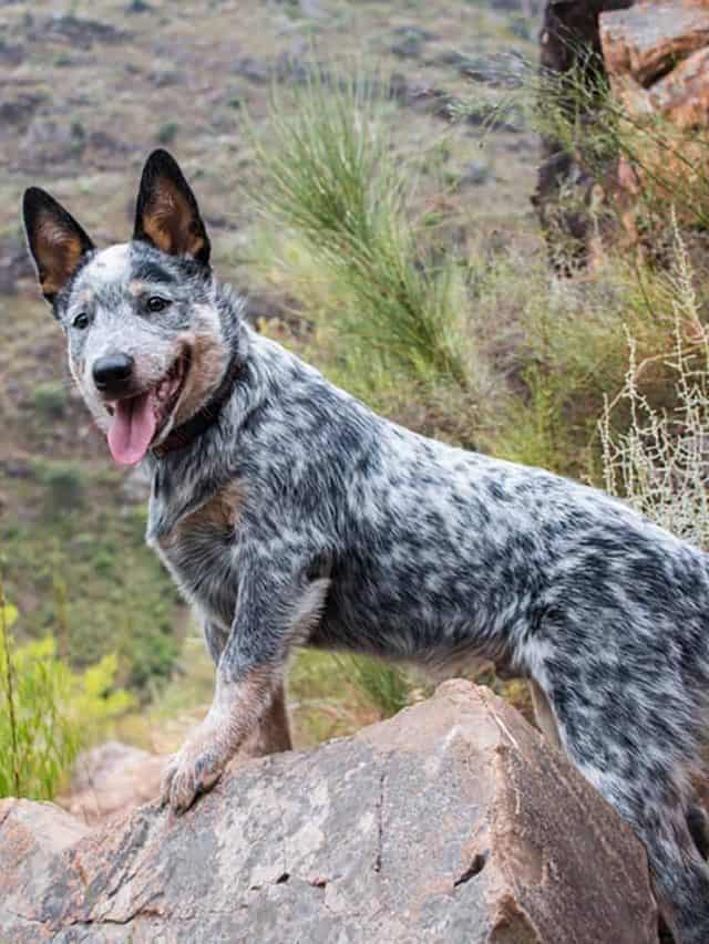 Blue Heeler Husky Mix: 5 Traits Of The Amazing Ausky Dog - PupVine