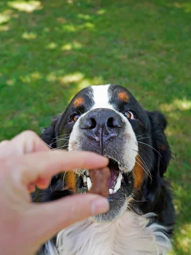 Bernese Mountain Dog Feeding Chart: 5 Healthy Diets - PupVine