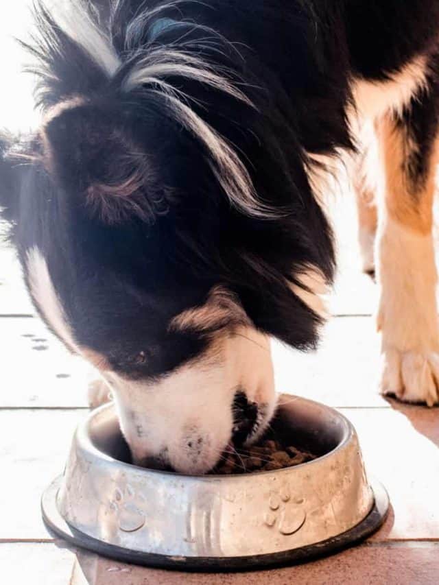 border-collie-feeding-chart-5-healthy-diets-pupvine