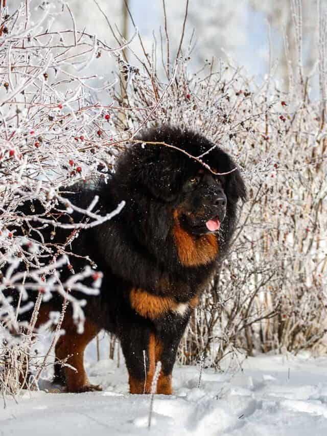 7 Beautiful Chinese Dog Breeds You Need To See - PupVine