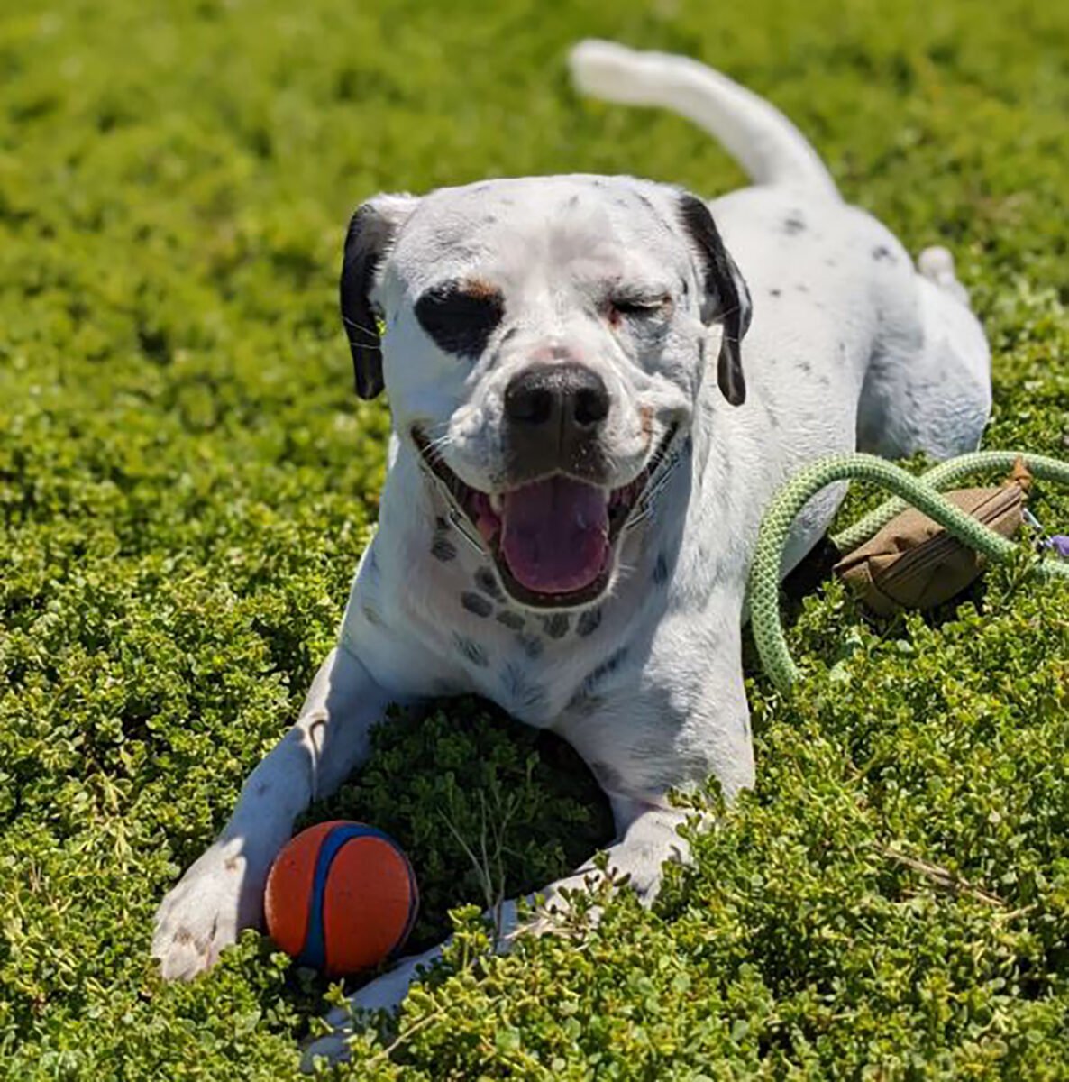 The Pitbull Dalmatian Mix An Intro To The Pitmatian Breed