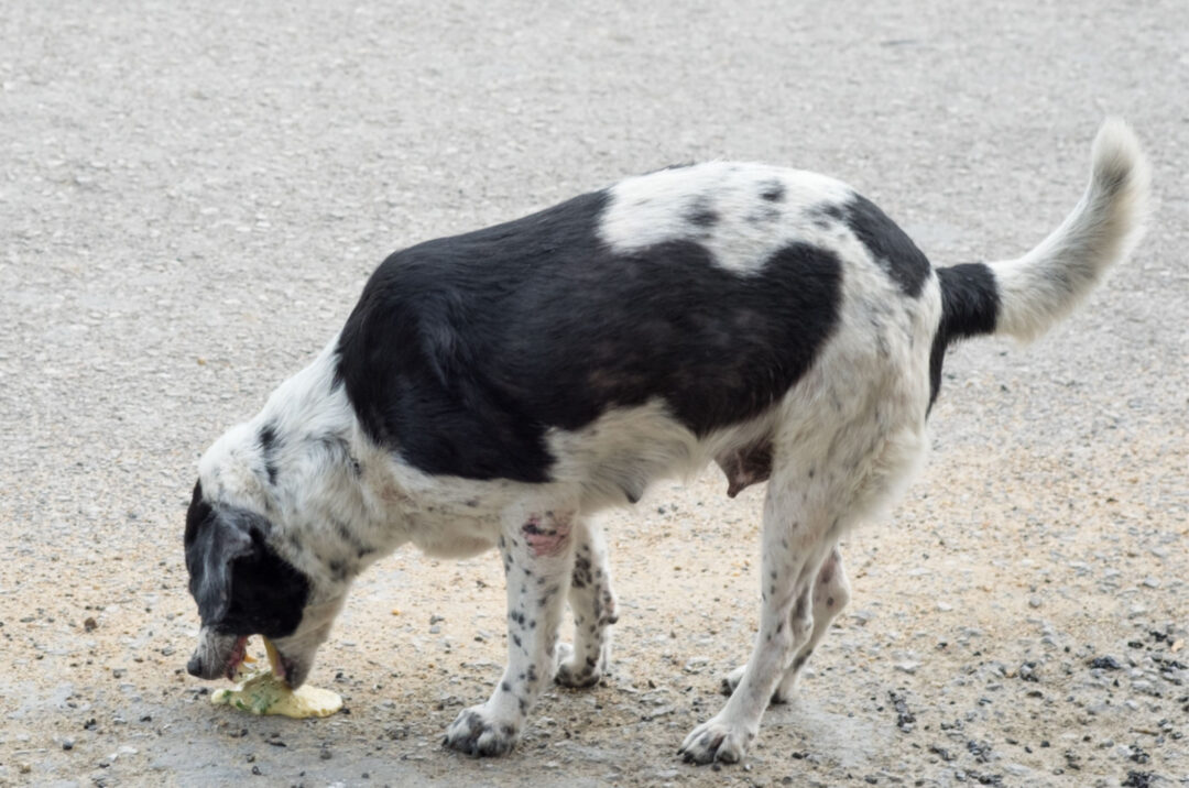 why-is-my-dog-throwing-up-yellow-how-to-treat-it