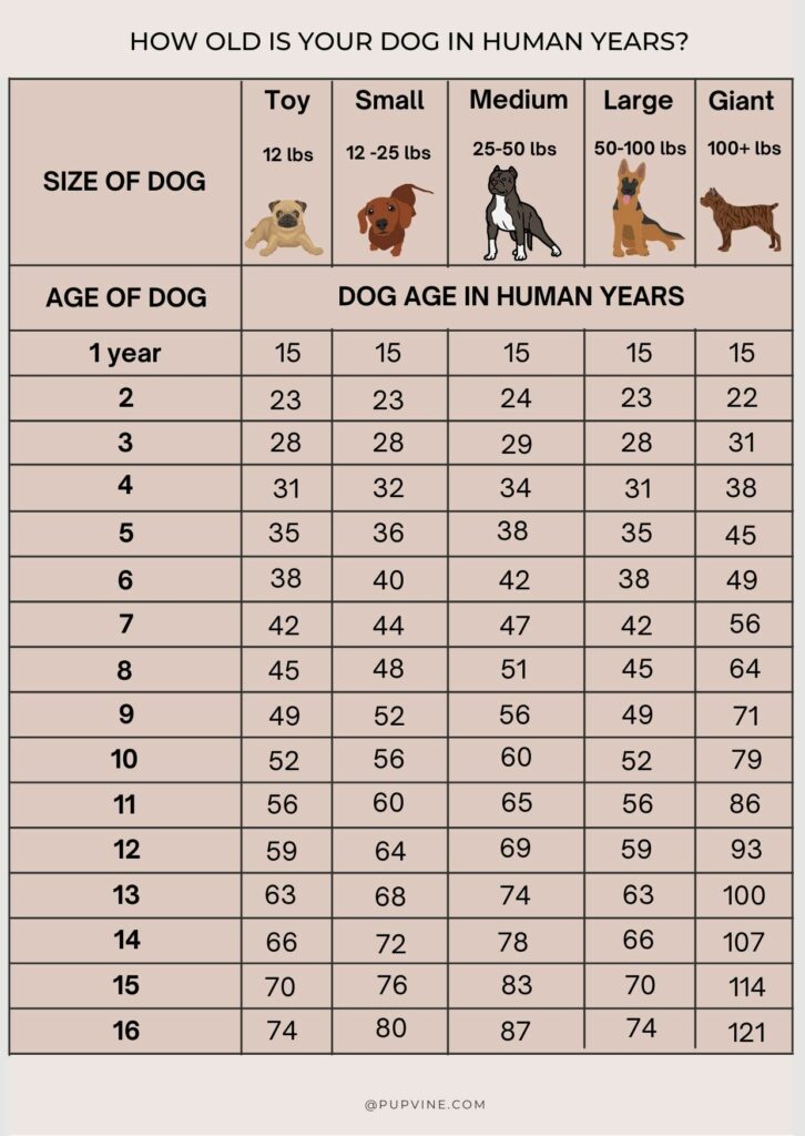 Dog Years To Human Years What Is My Dog's Age?