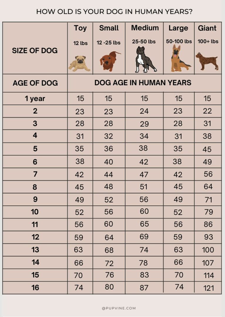Dog Years To Human Years What Is My Dog's Age?