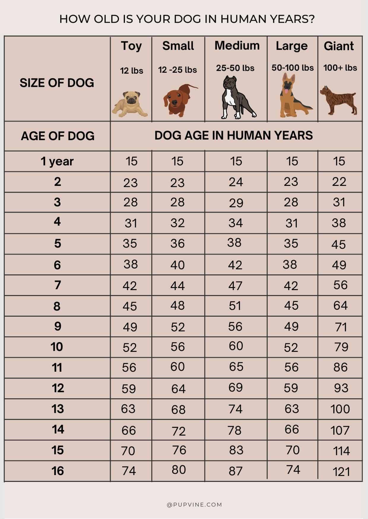 Dog Years To Human Years What Is My Dog s Age 