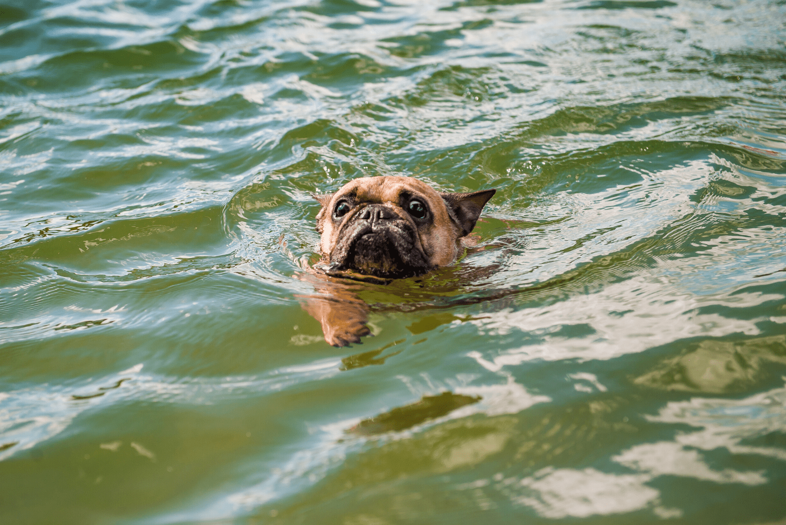 Can French Bulldogs Swim? The Answer Is Simple