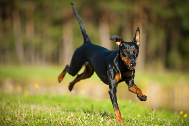 The 22 Healthiest Dog Breeds – Dogs Who Live Long And Prosper