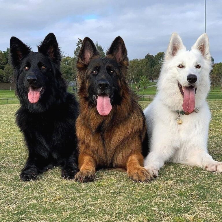 Top 5 White German Shepherd Breeders In The U.S.