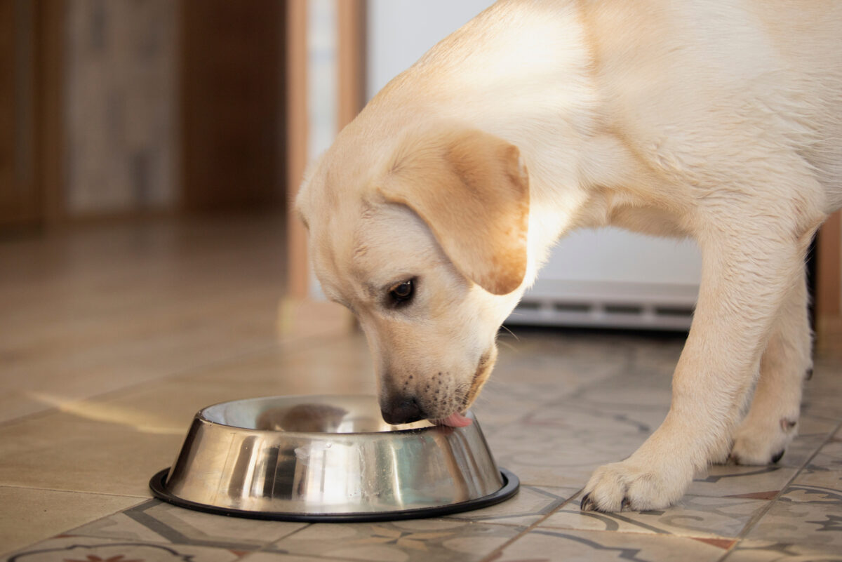 Labrador Feeding Chart: Feed Your Lab Like A Pro