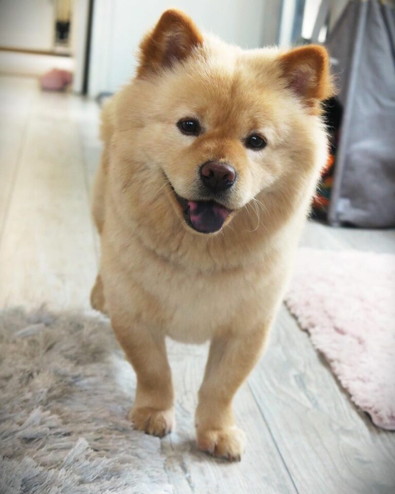 Mini Chow Chow — The Miniature Teddy Bear Dog