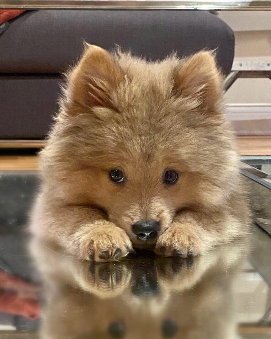 Mini Chow Chow — The Miniature Teddy Bear Dog