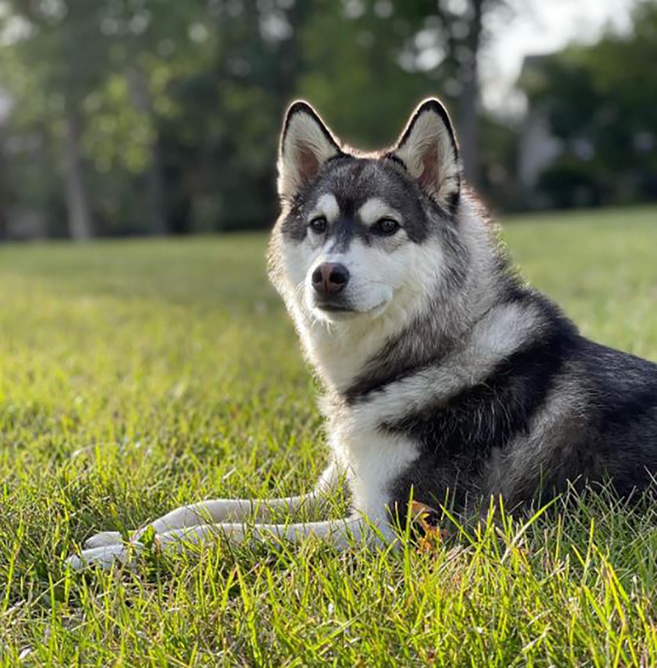 Miniature Husky: The Mini Blue Eye Wonder