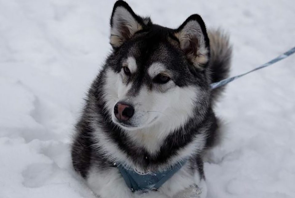 Miniature Husky: The Mini Blue Eye Wonder