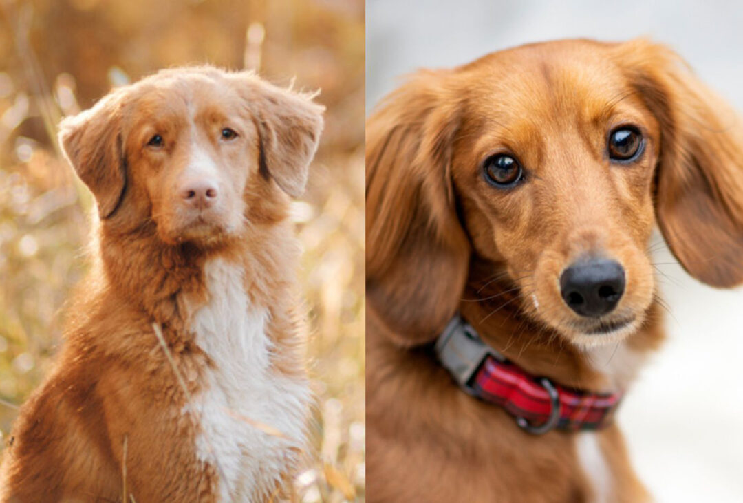 Finnish Spitz Nova Scotia Duck Tolling Retriever Mix Nova Scotia Duck Tolling Retriever – Hond.vlaanderen