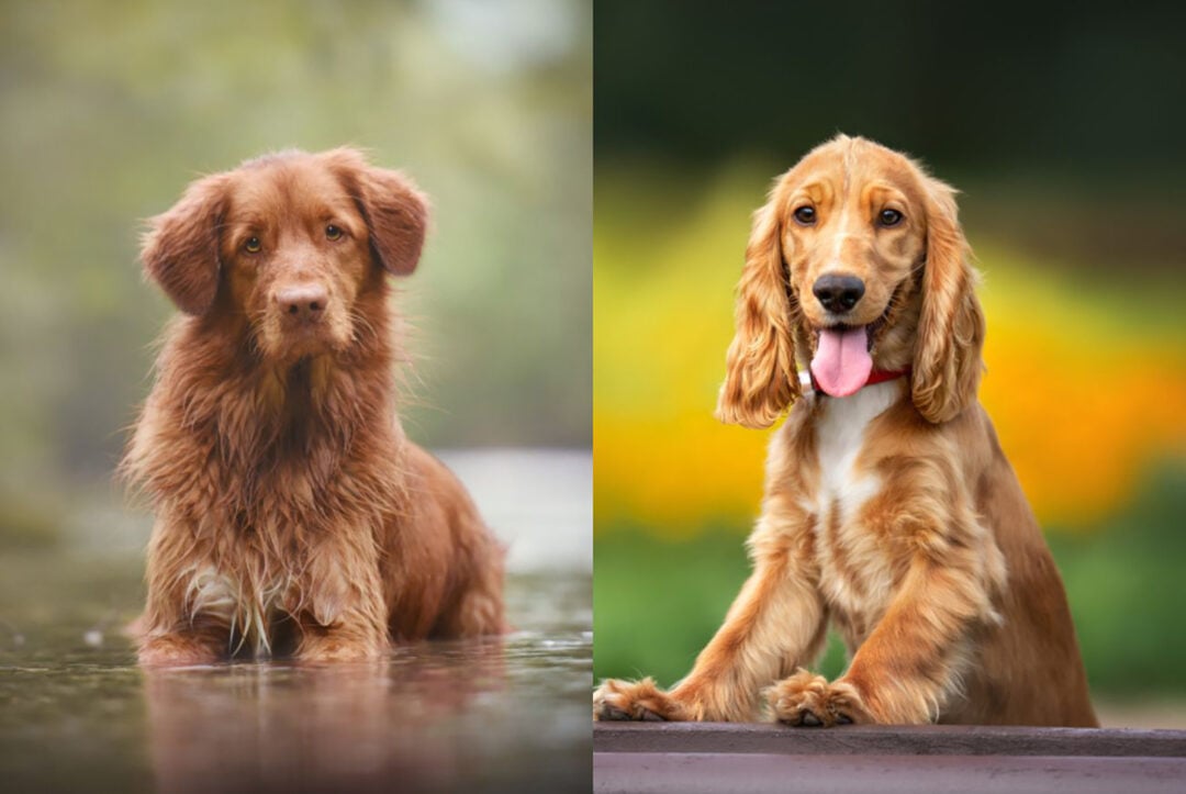 Meet 8 Amazing Nova Scotia Duck Retriever Tolling Mixes