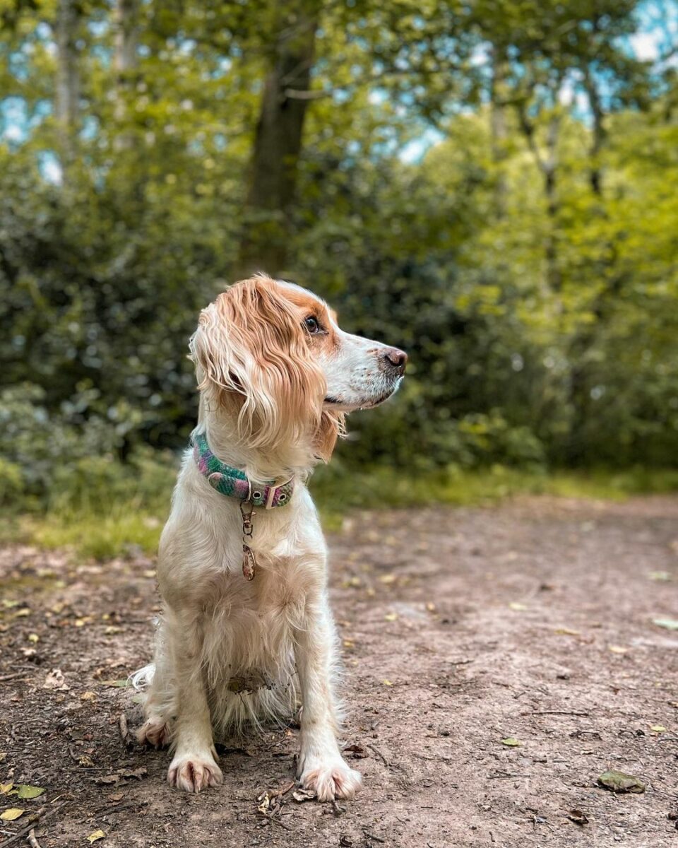 Cocker Spaniel Colors: How Many Shades Are There?