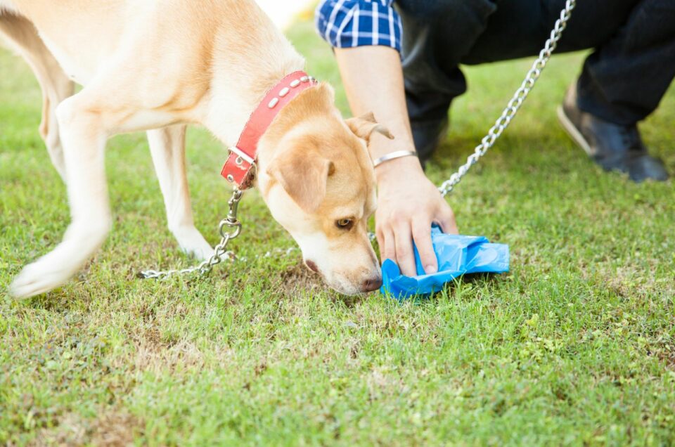 Why Do Dogs Eat Cat Poop 6 Reasons And How To Stop It