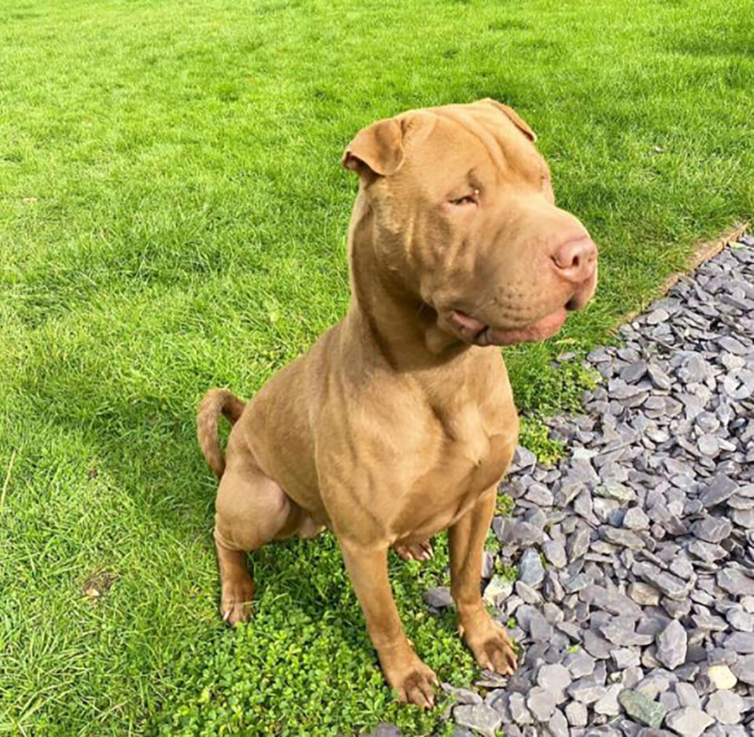 Shar Pei Mixes: 28 Hybrid Pups That Will Melt Your Heart