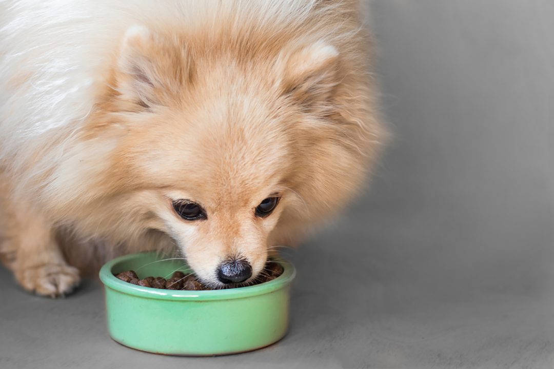 Pomeranian Feeding Chart How Much Food Does This Pup Need?