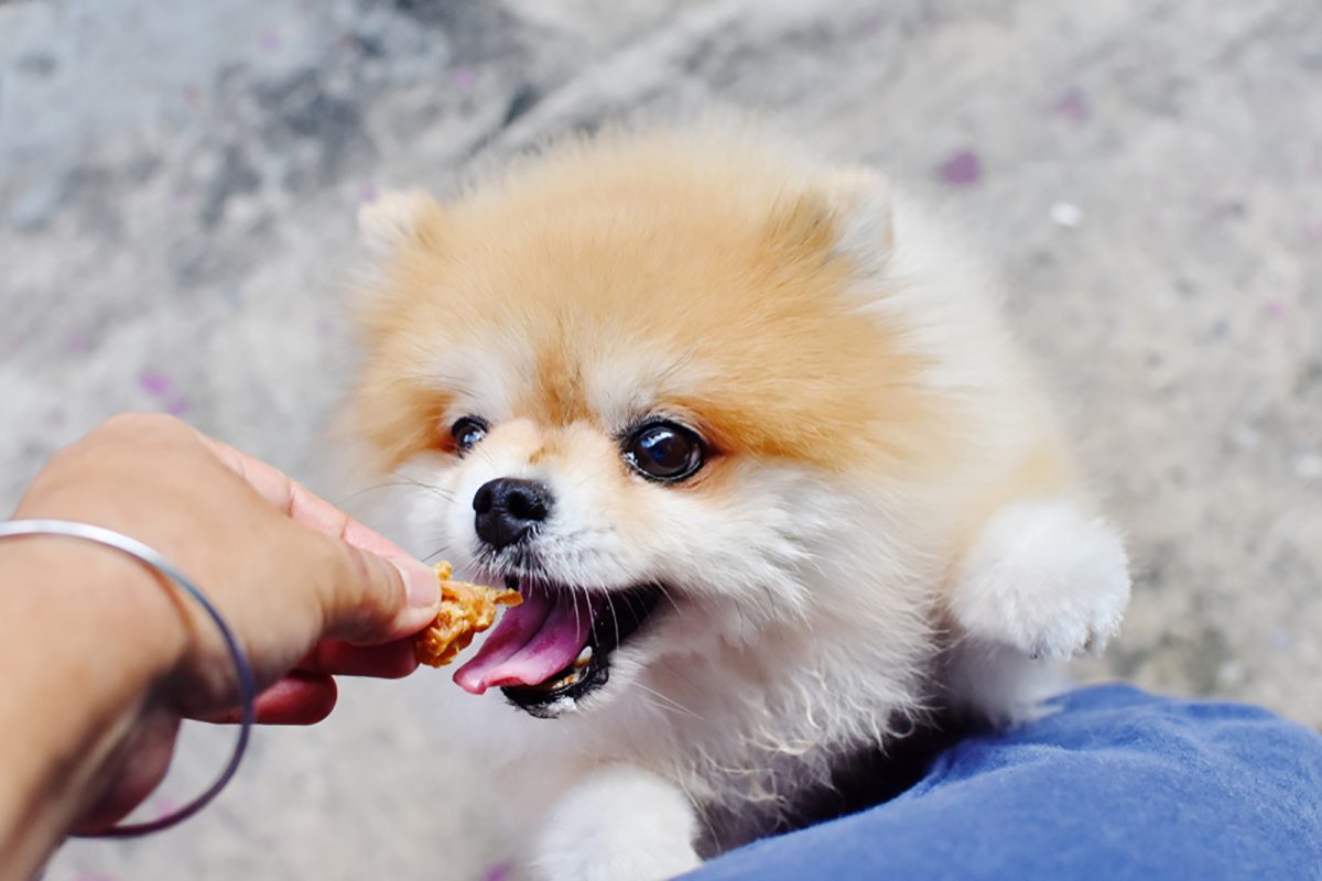 pomeranian-feeding-chart-how-much-food-does-this-pup-need