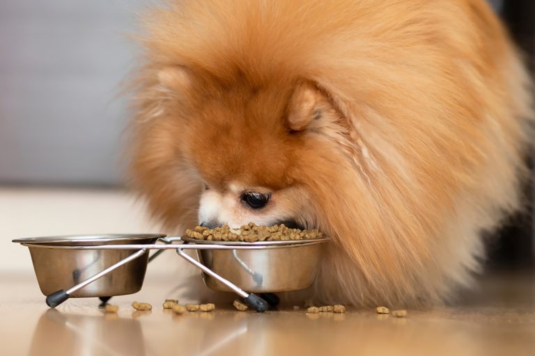 pomeranian-feeding-chart-how-much-food-does-this-pup-need