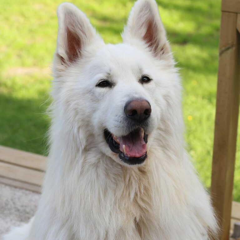 Top 5 White German Shepherd Breeders In The U.S.