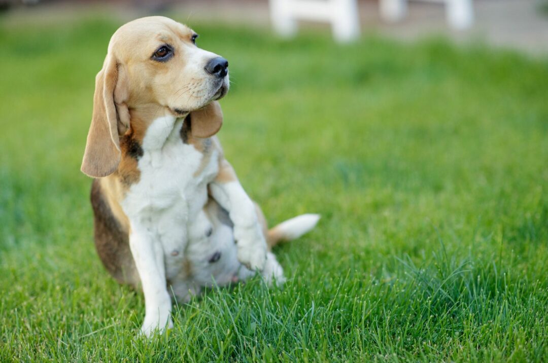 12 Signs A Dog Is Going Into Labor Soon