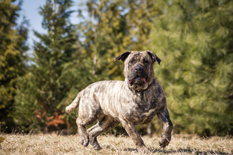 Presa Canario Feeding Chart: The Best Diet For This Big Dog