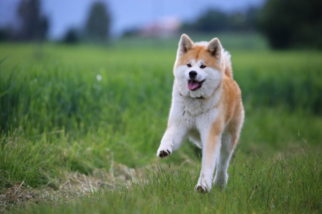 Miniature Akita: Everything You Always Wanted To Know