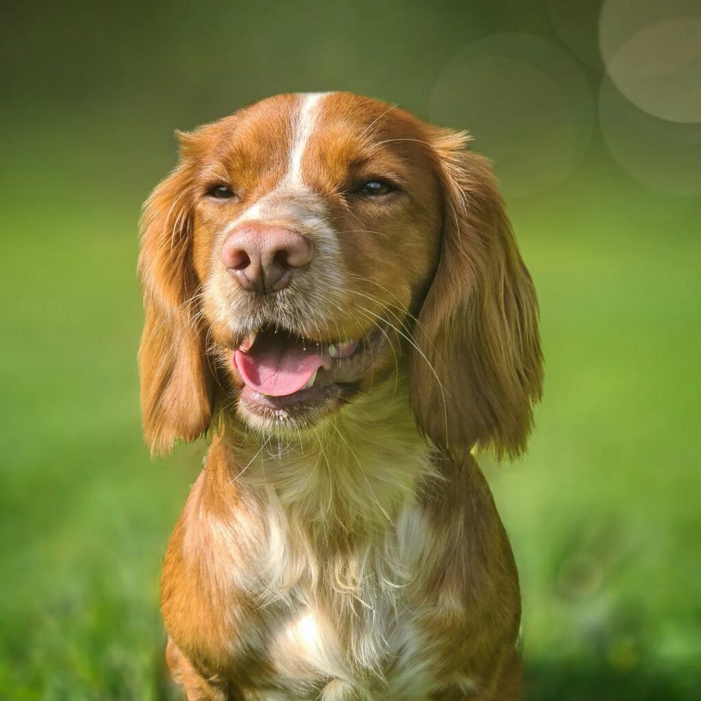 Cocker Spaniel Colors How Many Shades Are There 