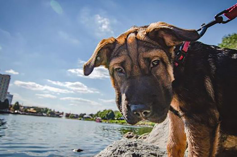 Shar Pei Mixes: 28 Hybrid Pups That Will Melt Your Heart