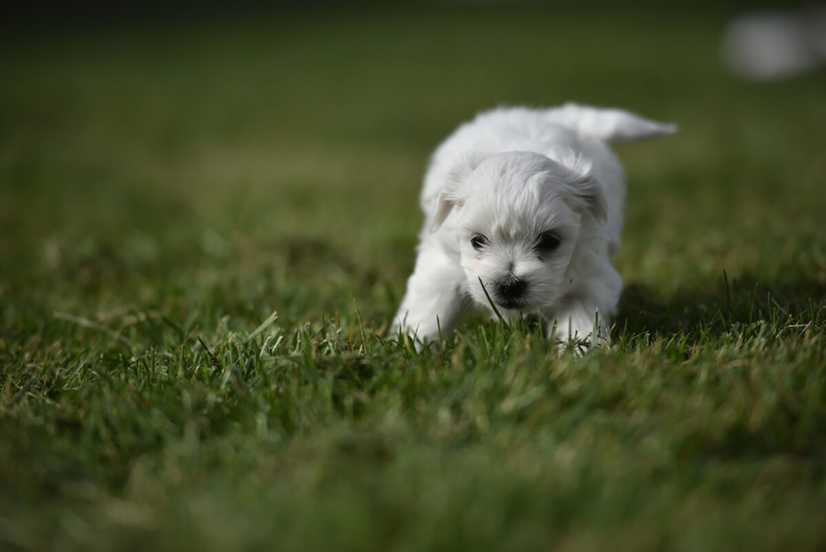 Top 5 Teacup Maltese Breeders That You Can Trust