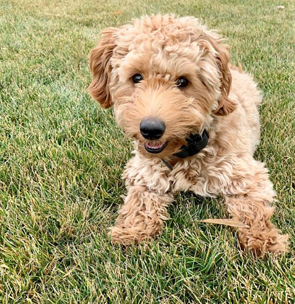 Teacup Mini Labradoodle: Meet Your Favorite Doodle