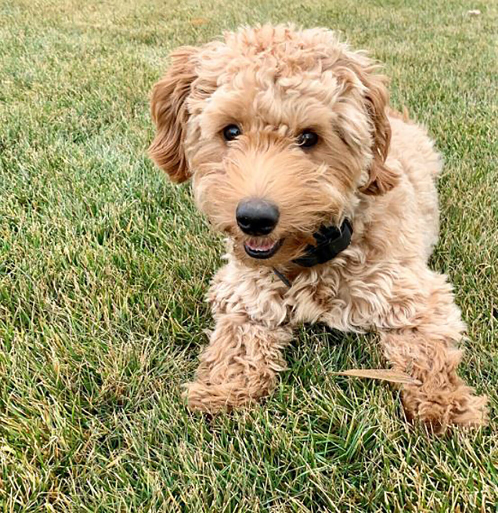 Teacup Mini Labradoodle: Meet Your Favorite Doodle