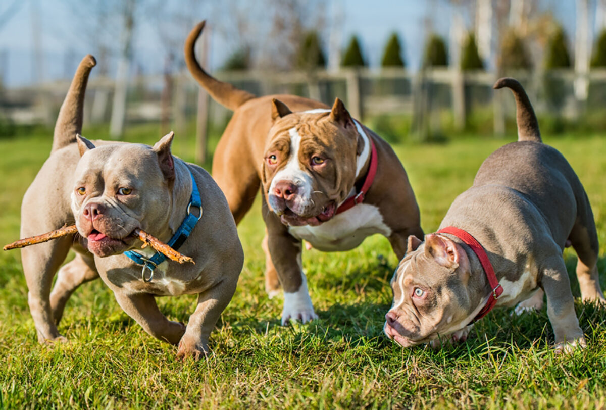 American Bully Colors: 5+ Wonderful Colors & Combinations