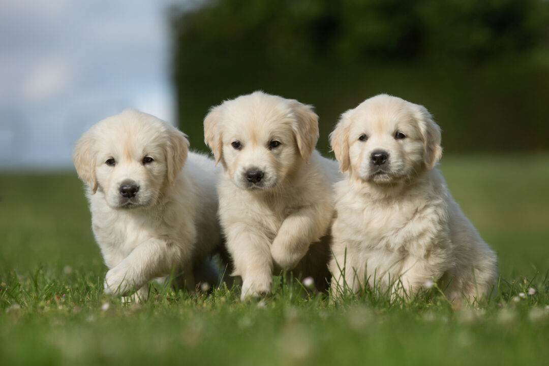 Top 9 Golden Retriever Breeders In Wisconsin