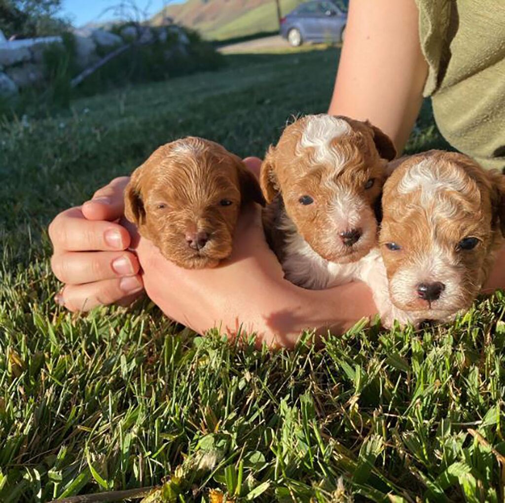 Teacup Mini Labradoodle: Meet Your Favorite Doodle