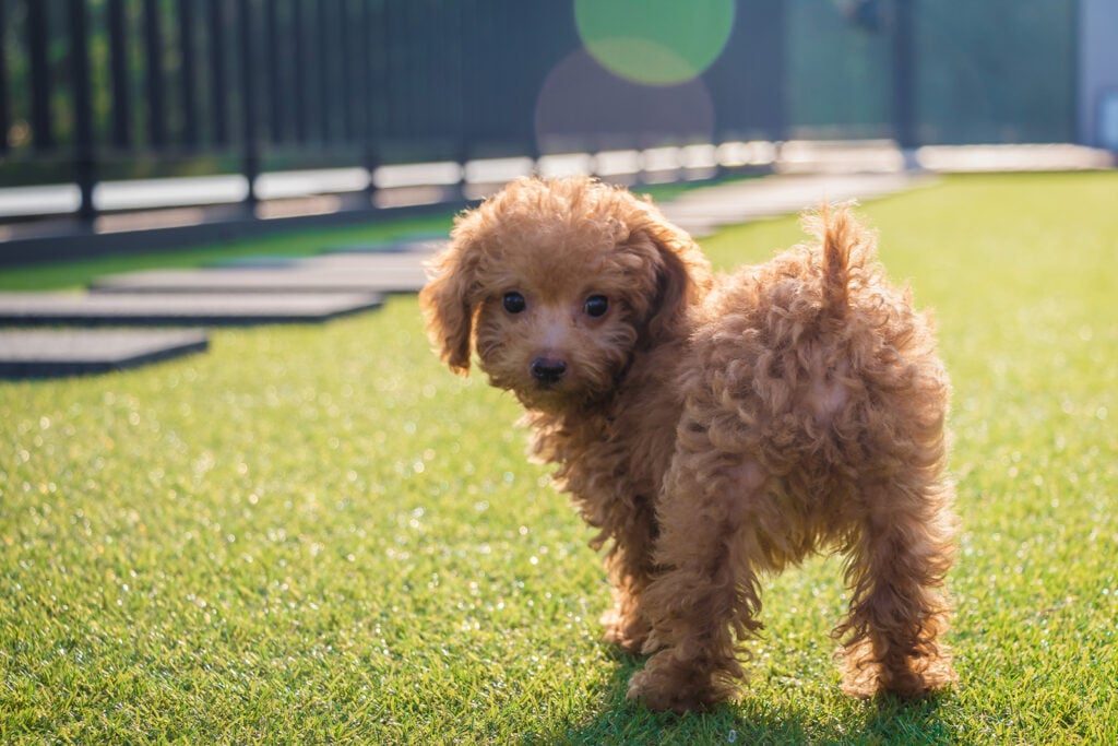 Teacup Mini Labradoodle: Meet Your Favorite Doodle