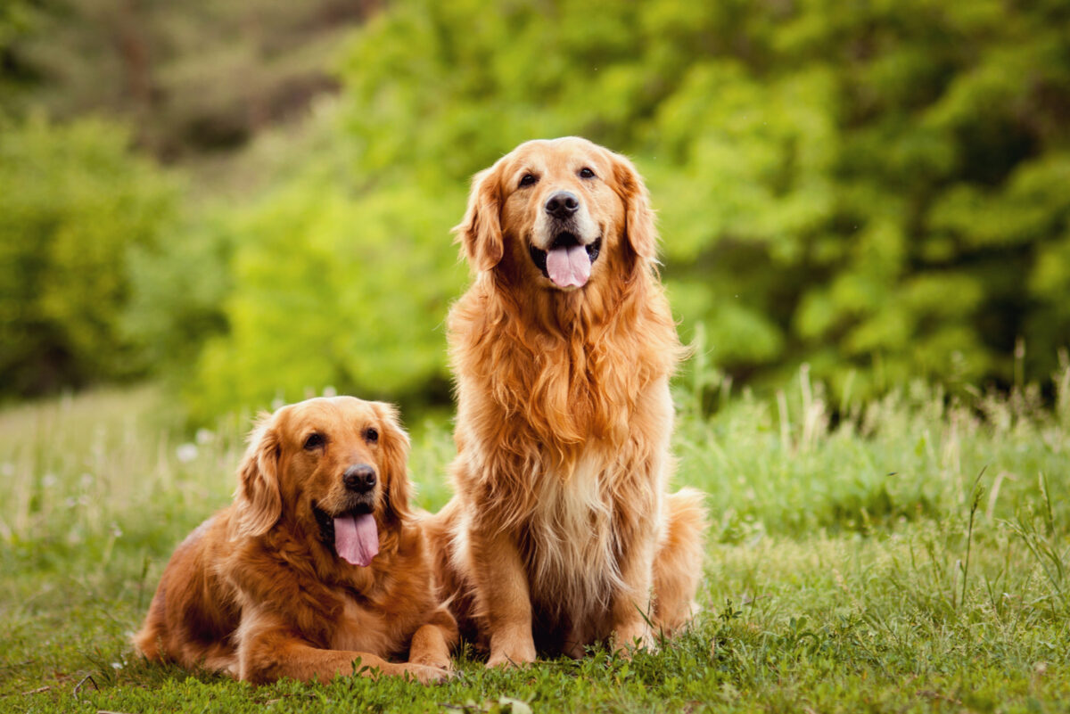 Meet 12 Reputable Golden Retriever Breeders In Colorado